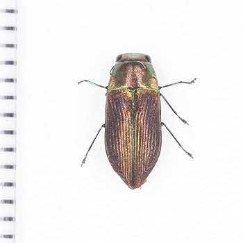 カーニバル、昆虫標本1 昆虫標本1 - メルカリ