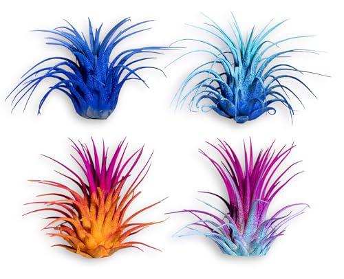 Air Plants - Tillandsia Ionantha - Organically Enhanced Color - Live Arrival Guaranteed - House Plants for Home Decor & Gift (2 Tone 4pk) (4pk Mix 2-Tone)