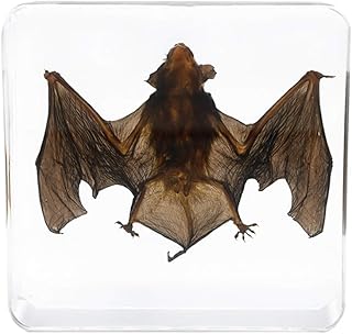 Bat Specimen in Acrylic Block Paperweights Science Classroom Specimens, Encased Animal Specimen for Science Classrooms or Gifts