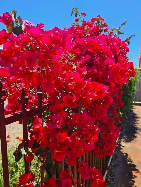 Bougainvillea dwarf hybrid live plant pack of 1 (B0CWLJHGX4) Amazon Price History, Amazon Price Tracker