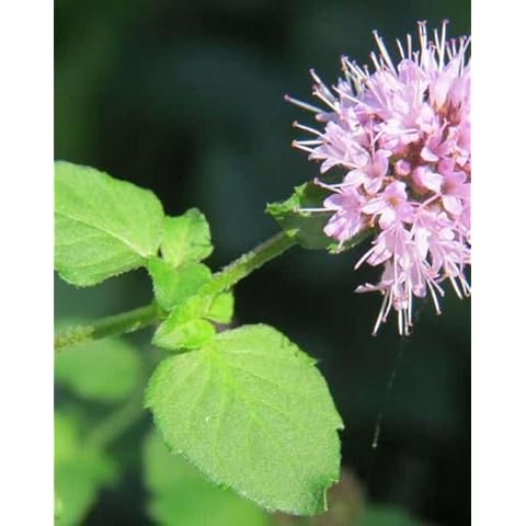 Lincolnshire Pond Plants Marginal Aquatic Plant Cover