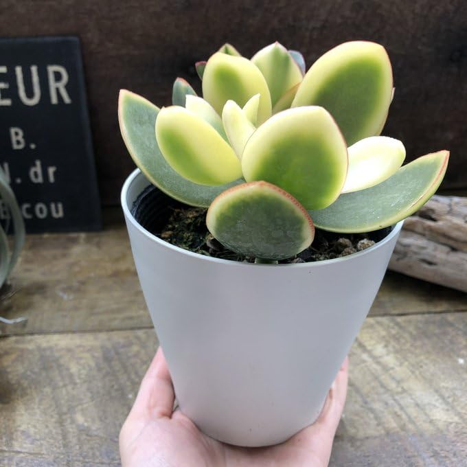 斑入り金のなる木　抜き苗 ②金のなる木 金の成る木 斑入り きらめき 抜き苗 多肉植物 【3ポット