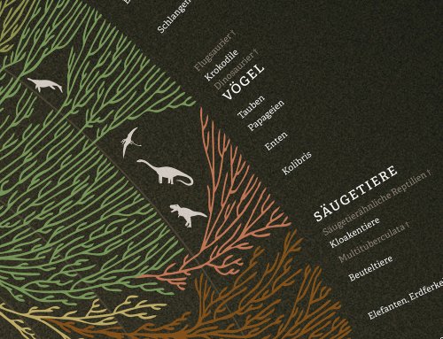 Poster arbre phylogénétique de l'évolution des espèces vivantes