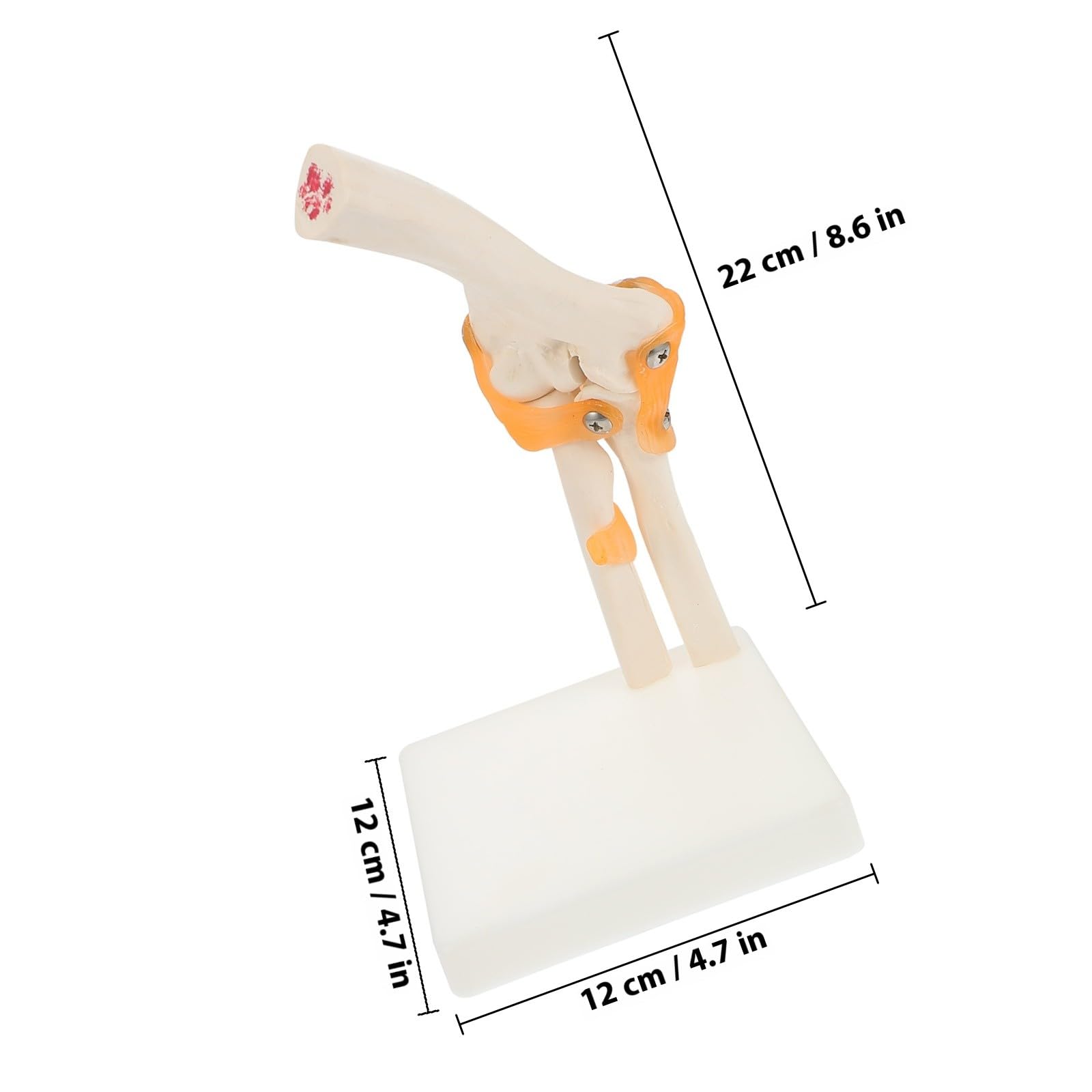 SHINEOFI Lebensgroßes Ellenbogengelenk Modell aus PVC für Anatomieunterricht und Klinische Schulung – 3D Skelettmodell mit Stativ
