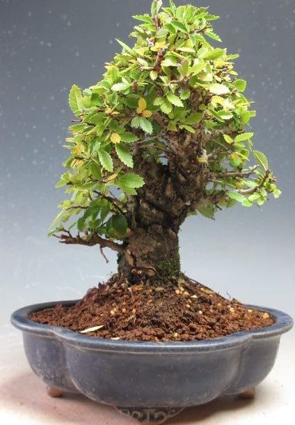 Amazon｜盆栽 ニレケヤキ/楡欅（4506）【現品】｜観葉植物 オンライン通販