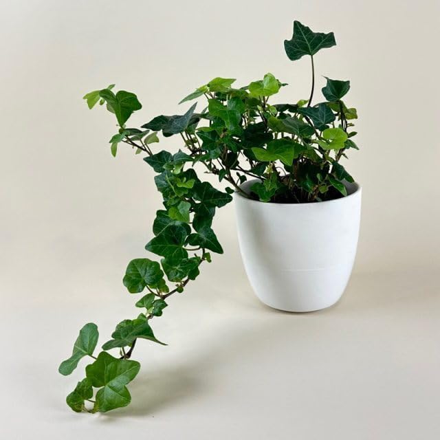 Image of live plants (DESI IVY)