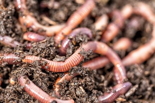 Thewormhub TIGER WORMS COMPOSTING WORMS FISHING LIVE BAIT/COMPOSTING/REPTILE FOOD 100g - 1kg (100g)