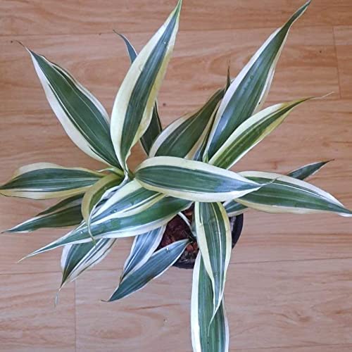 Garden Nature Care Live Lucky Bamboo Plant white variegated for In...