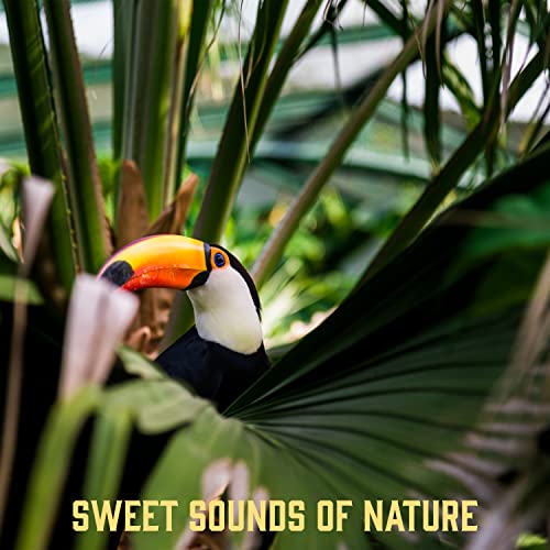Sweet Sounds of Nature