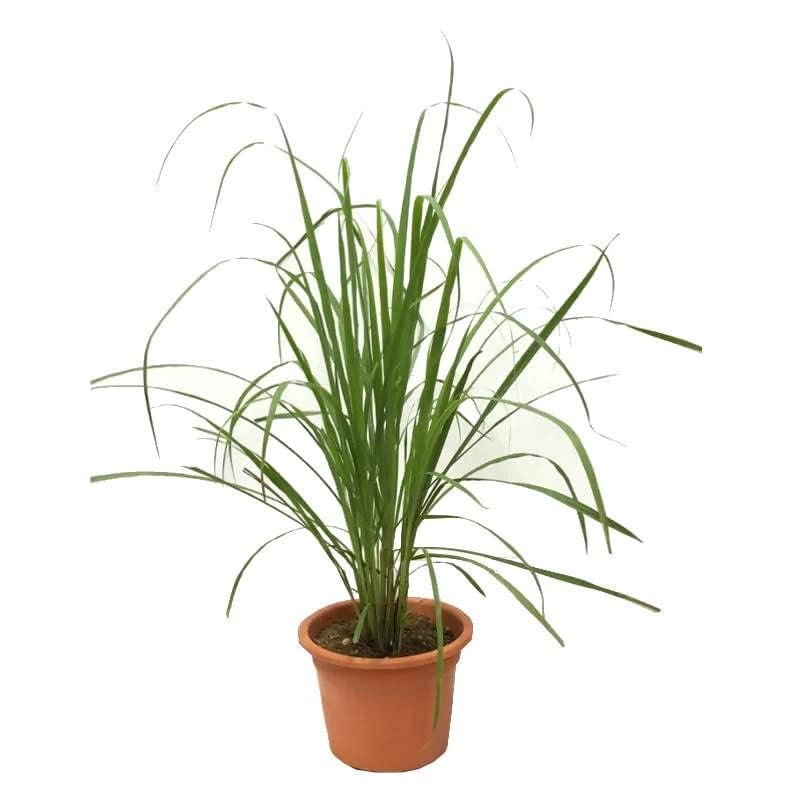 Garden Art Lemon Grass(PACK-1) - Kitchen Herb_Cymbopogon Citratus Healthy Live Plant With Nursery Growers Pot (B0D45MR8X9) Amazon Price History, Amazon Price Tracker