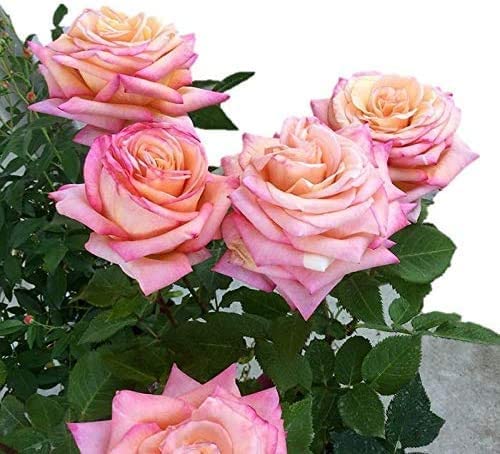 Amazon Co Jp バラ苗 パスカルレジティマス 国産新苗植え替えオリジナル角鉢7号 四季咲き大輪 ピンク系 ギヨーローズ フレンチローズ Diy 工具 ガーデン