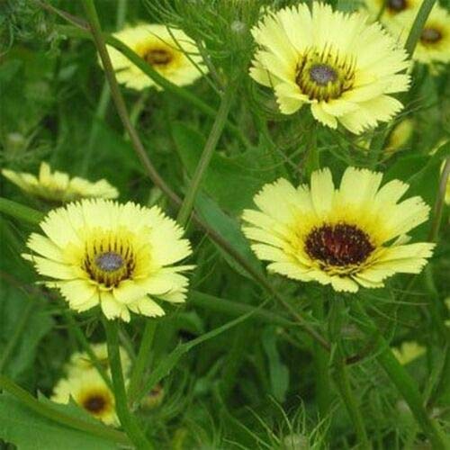 Umbrella Milkwort- Tolpis Barbata -100 Seeds