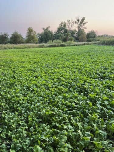 Miniatura 4 de 4 lb Rut King Daikon Rábano - Parcelas de comida para ciervos - Brassica - Semillas de parcela de comida
