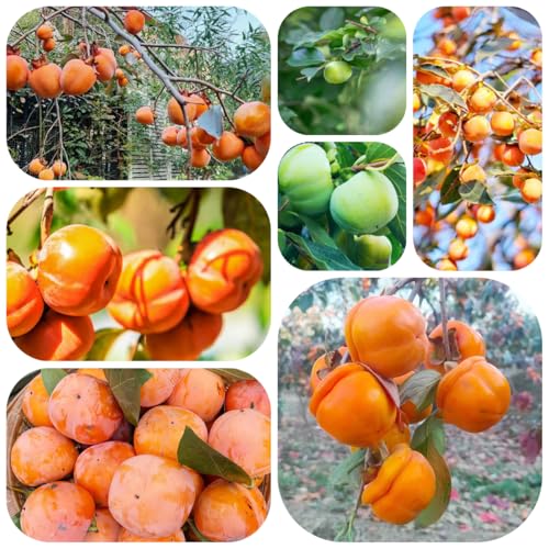 semillas resistentes del árbol de caqui plantas en macetas Árboles frutales de primera calidad, sombra resistentes, comprar árboles frutas exóticas, plantas en macetas 50pcs