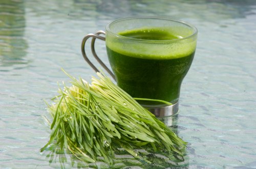 Wheat Grass Sprouting Seeds Organic - Agropyron elongatum, 1 lb,(Starwest Botanicals)
