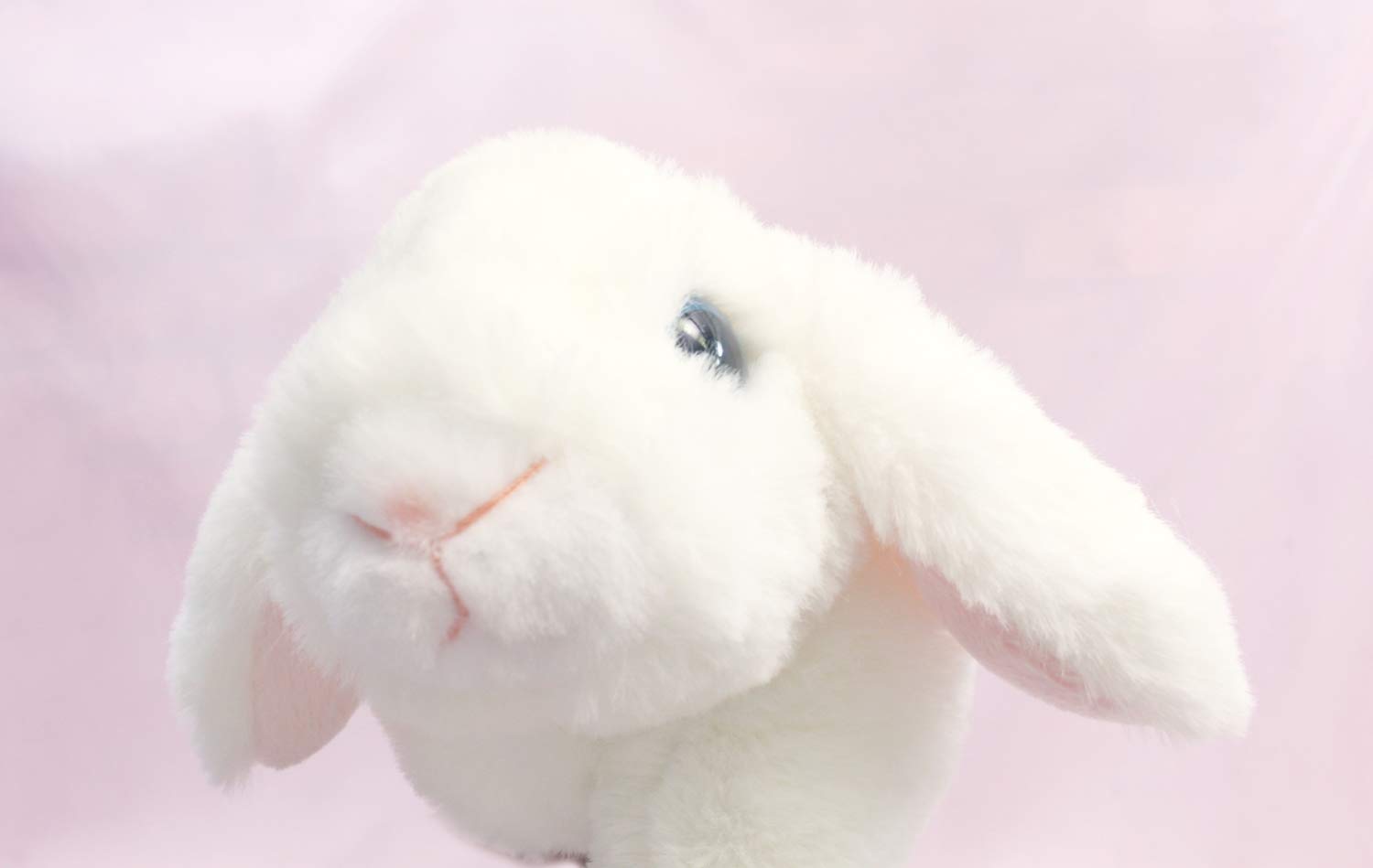 Amazon.co.jp: テイクオフ うさぎのマロン ホーランドロップ