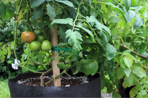 Smart Pots 7-Gallon Smart Pot Soft-Sided Container, Tan With Cut Handles #TOP1