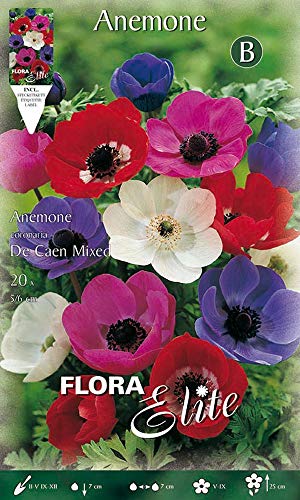 BULBES AUTUNNAL ANEMONE DE CAEN MIX BOITE DE 20 Bulbes Bulbes Cover