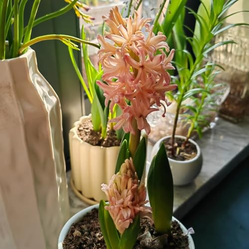 bulbos de jacintos perennes resistentes, Los bulbos de flores son perennes y resistentes. decoración salón, flores de primavera Plantas resistentes en macetas, flores para balcones. 4pcs