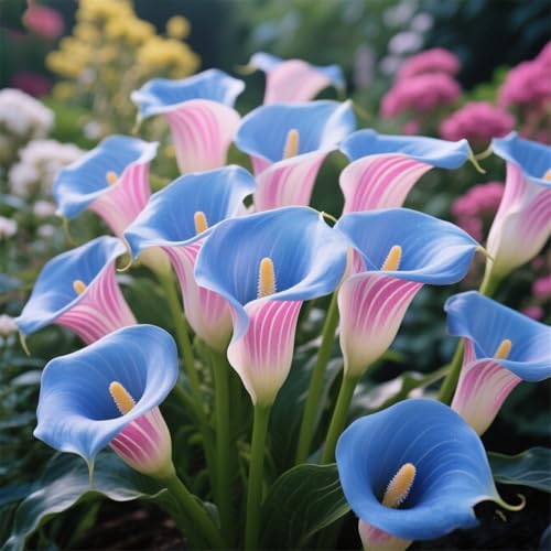 Perennial/Calla Lily Bulbs for Planting Now UK Quality Display Available in a Variety of Colors Ready to Plant-2bulbs-D