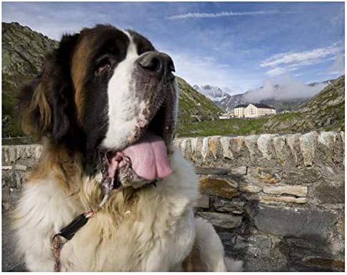 Full Square Round Diamond Mosaic Saint Bernard Dog Diamond Embroidery Painting Full Square 5D DIY Rhinestone Pictures