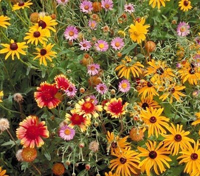 Amazon.com : Outsidepride Perennial Wild Flower Seed Mix - 5