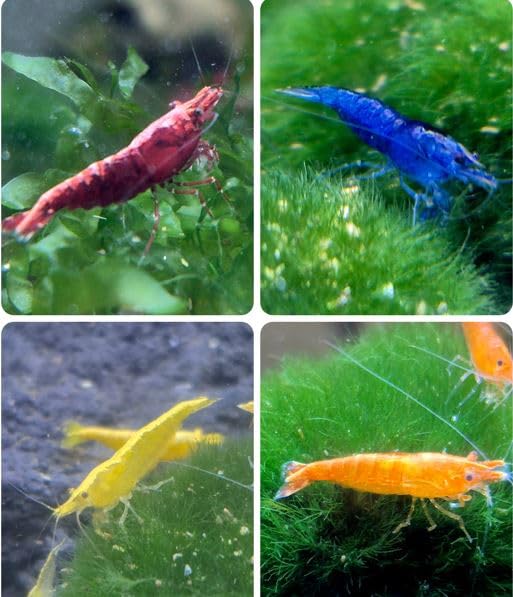 10x Neocaridina Garnelen Mix Nur die 4 schönsten selektierten Farben | Rot Blau Orange Gelb | High Grade | für Süßwasseraquarium (10 Erwachsen ca 2cm High Grade)