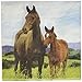 Wild Horse Napkins, 16 ct