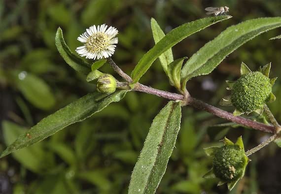 Bhringraj, False Daisy, Karisalankanni Plant Seeds (Bhringraj seeds, 100) (B0B57J5X9S) Amazon Price History, Amazon Price Tracker