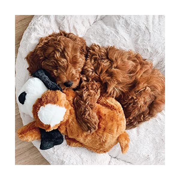 Pet Anxiety and Comfort Aid