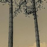 Lone Mesa