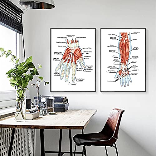 Anatomie système musculaire humain affiche pour comprendre les muscles de la main et de la paume