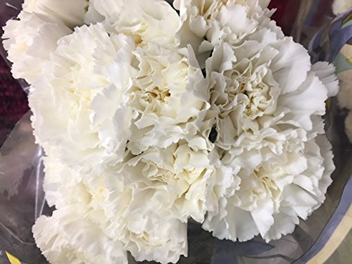 Eflowerwholesale Cut Flowers White Carnation cover