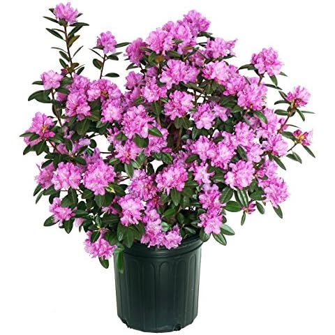 Green Promise Farms RHXPJE02 RHXPJE Live Plant, Rhododendron X PJM Elite Evergreen Lavender Flowers, 2 Gallon Cover