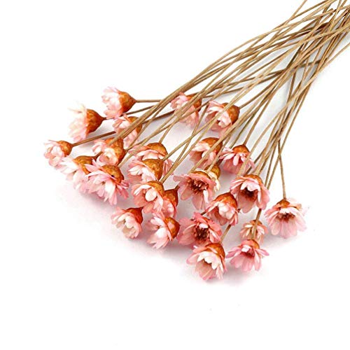 Kesio Lot de 100 tiges de fleurs séchées naturelles - Petites étoiles brésiliennes - Fleurs séchées - Mini bouquet de marguerites et camomille - Pour mariage, arrangements floraux - Rose Cover