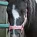 HalterUp Miniature Horse Halters and Lead Ropes (2 Item Bundle) Available in 10 Colors (Pink, Medium)