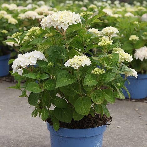 Original & Authentic 12-Month Hybrid Hydrangea Live Plant