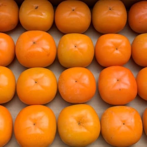 陽菜実園 減農薬栽培 ひなみ柿 種なし M・Lサイズ混在 / 品種 平核無柿 | 石川県 柿 かき カキ 果実 果物 (3kg) 1枚目