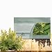 Outsidepride Astragalus - 100 Seeds