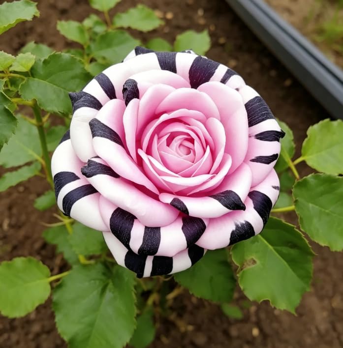 Premium Rose Rhizome, Tough Perennial, Yard Ornament, Low Water Needs, Expert Cultivation, Ideal for Spring & Autumn that Grow Fast/Golden Jade Carving-4 Root-C