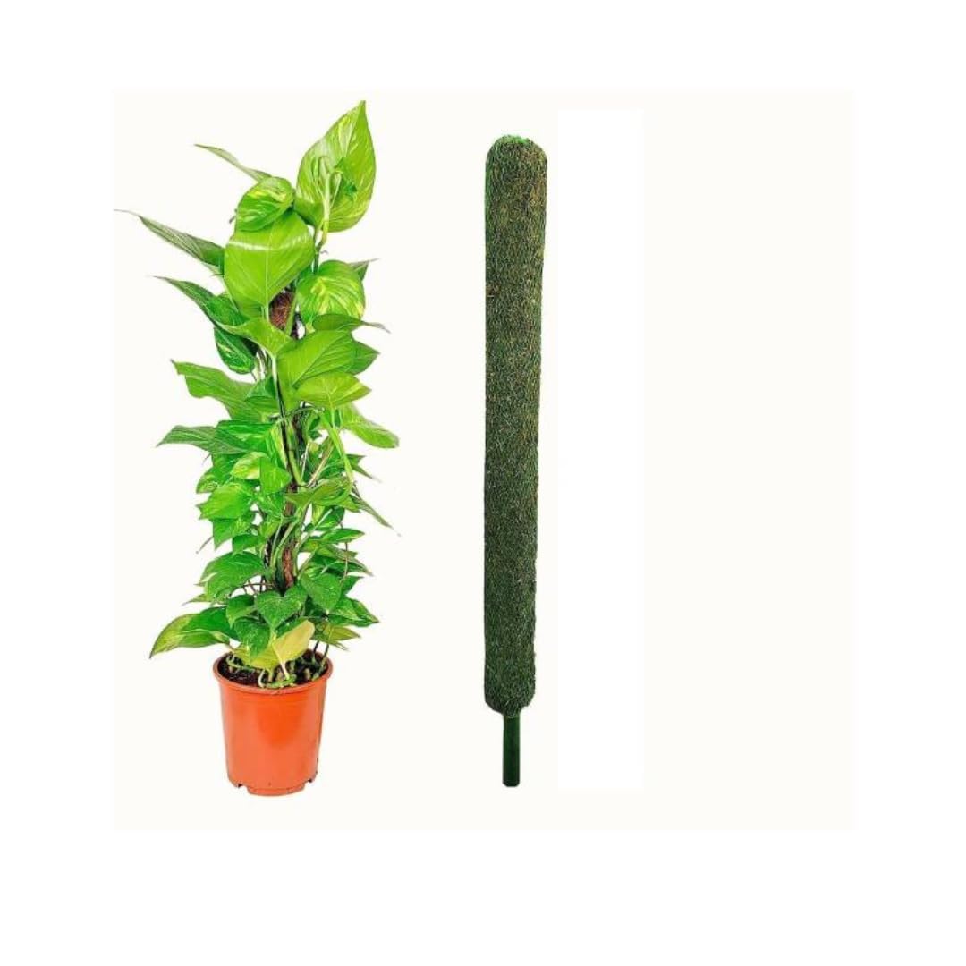 Horizontal Nature 2FT Moss Stick for Plant 1PC|| Green Grass Pole for Plant Support|| Moss Pole for Plant|| Moss Stick 2FT-image-42