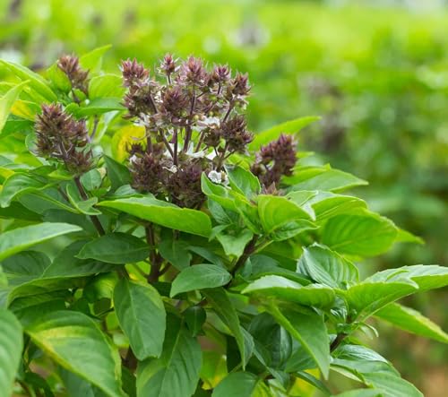 Image of Thai Basil Seeds for Planting for Home Kitchen Garden (Thai Basil)
