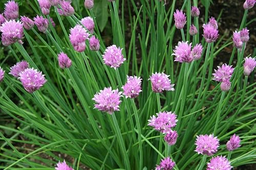 Common Chives Seeds Herb with Mild Onion Flavor and Purple Flowers 200-4000-20000 Seed Options (200 Seeds)