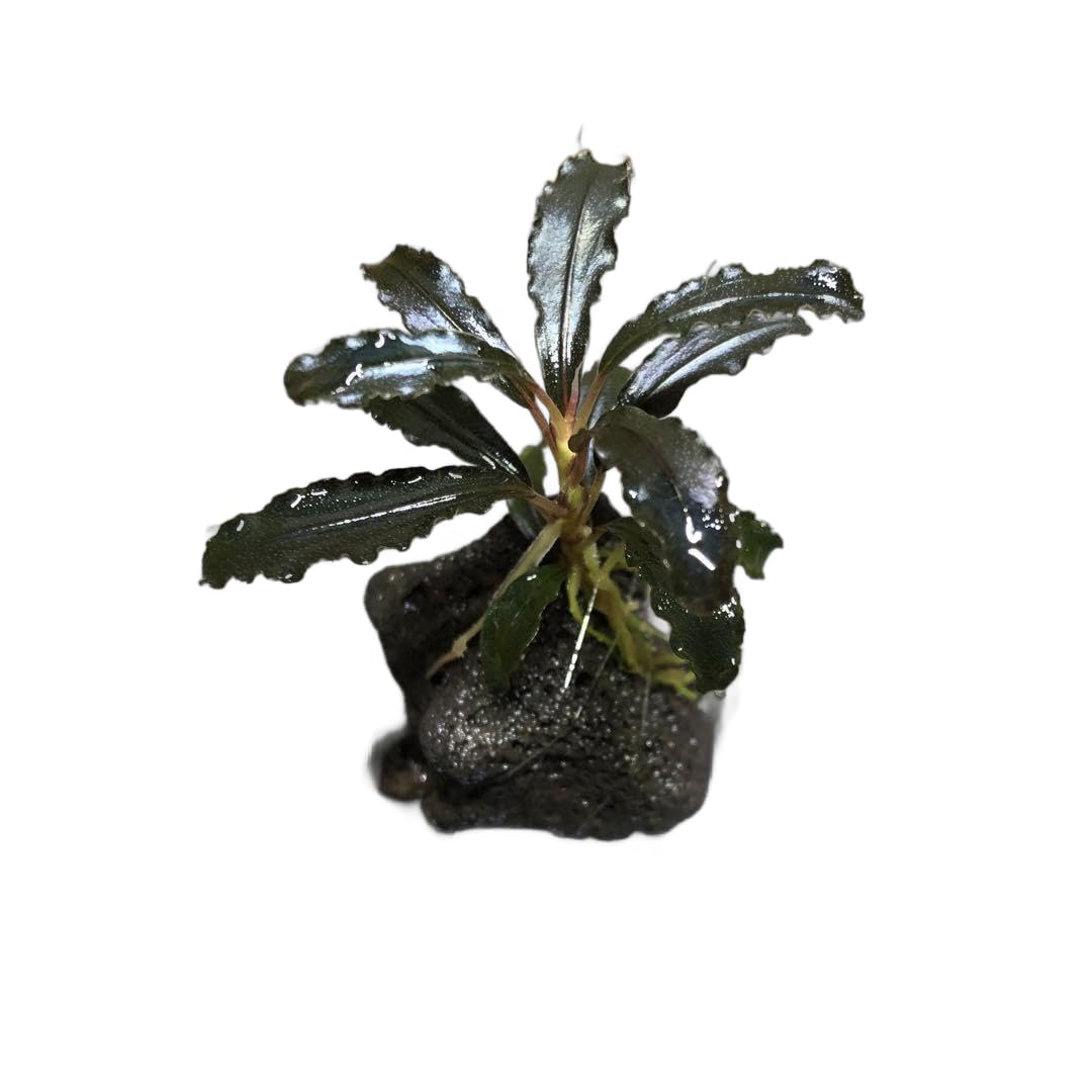 Amazon.co.jp: ブセファランドラ クダガン 溶岩石 : おもちゃ