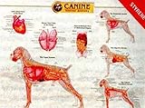Canine Internal Organ Anatomy Chart