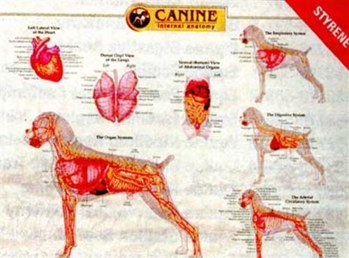 Canine Internal Organ Anatomy Chart