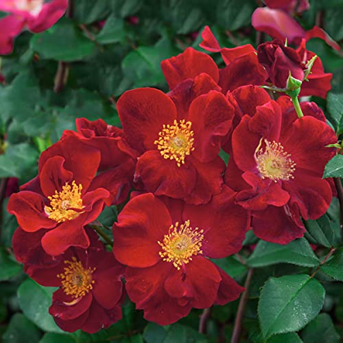 Breck's - Top Gun Dormant Bare Root Shrub Rose, Includes One Plant Per Order #TOP4