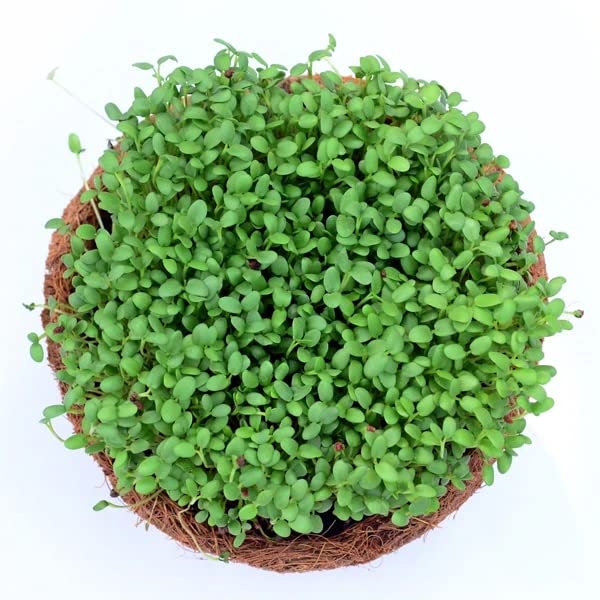 VibeX Tipatiya Ghaas-100 Seeds