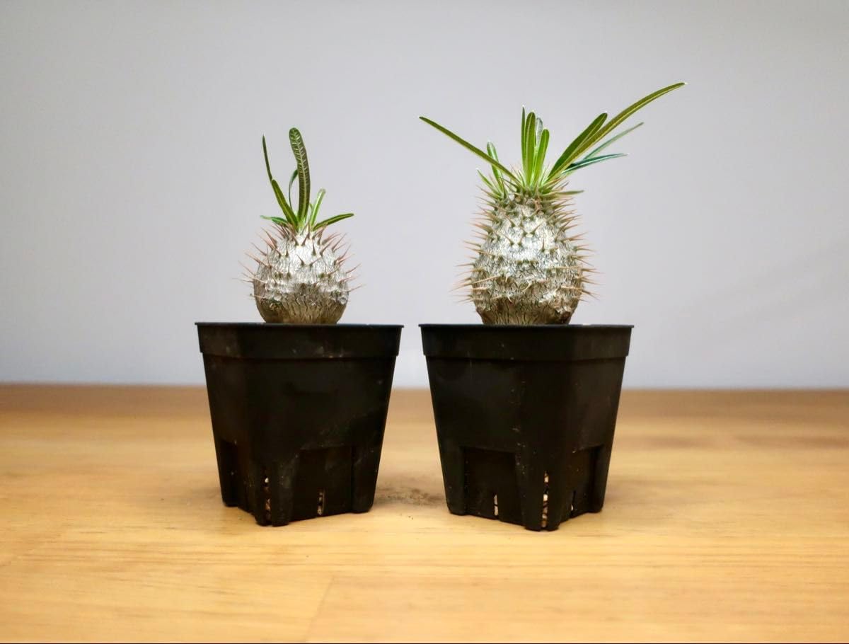 Amazon｜パキポディウム グラキリス 実生3年 丸型 細葉① 塊根植物