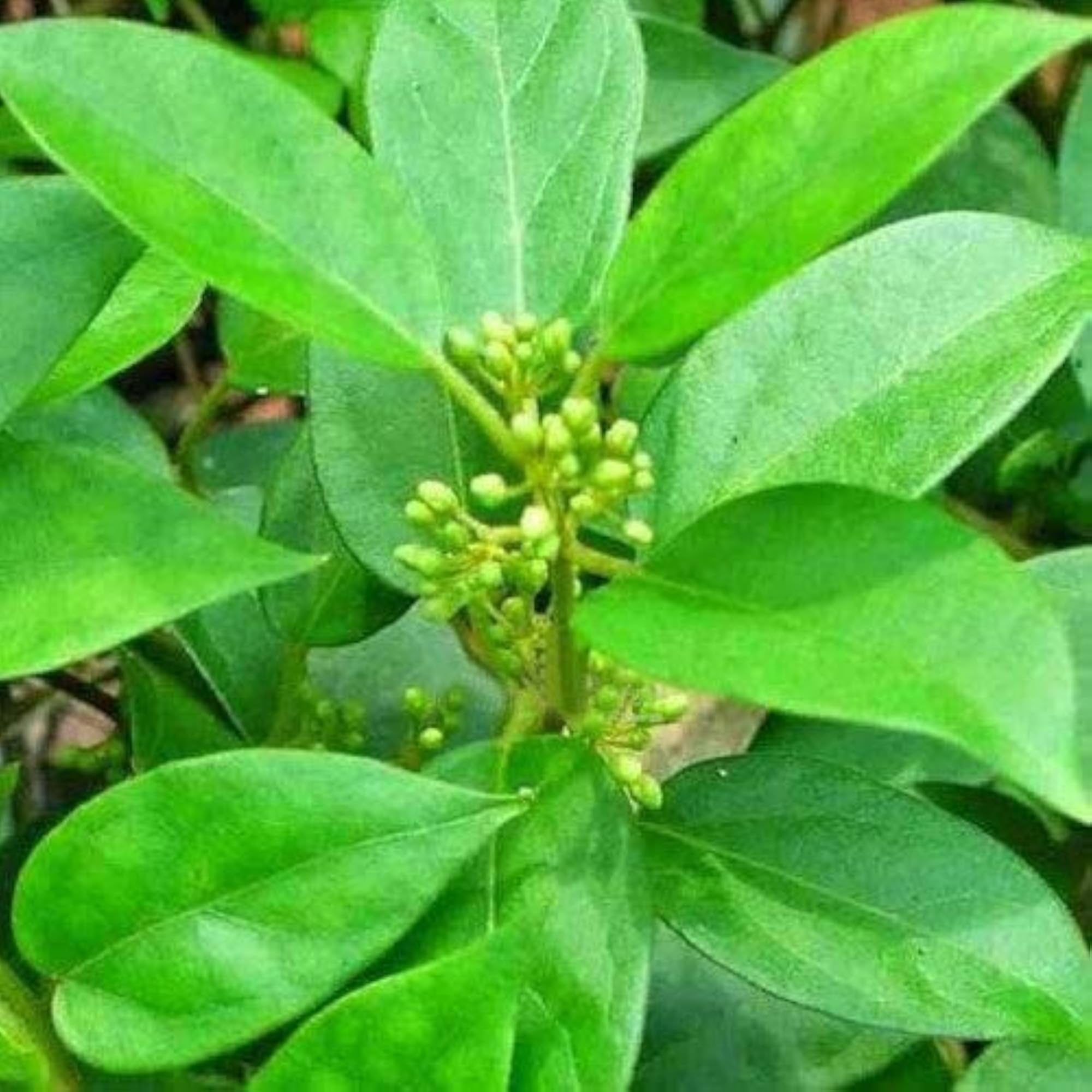 Sirukurinjan Powder, Gurmar Gymnema Sylvestre, 25 Grams